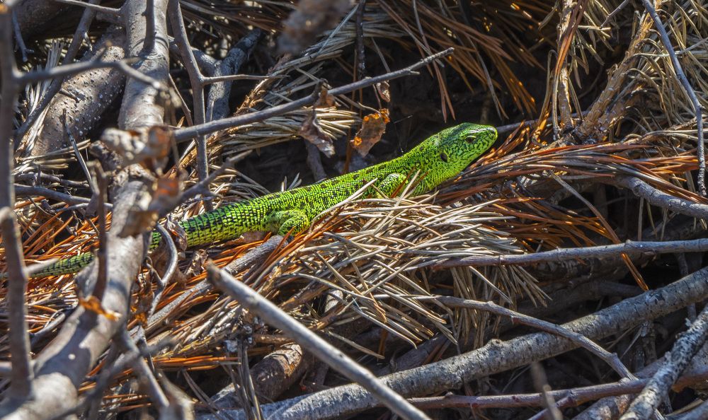 Photograph by Цветков Сергей