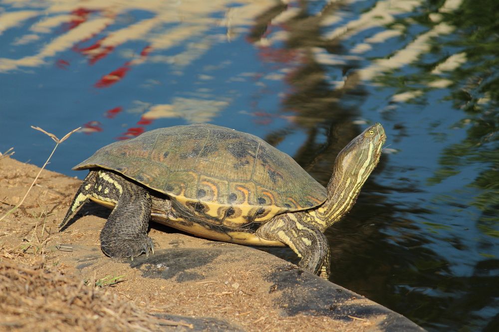 Фотография автора Raúl Emiliano Bazet Najera