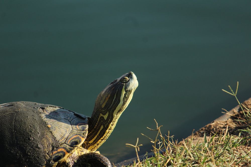 Фотография автора Raúl Emiliano Bazet Najera