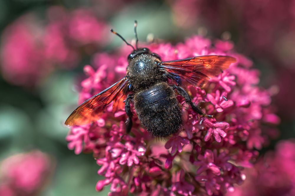 Photograph by Муза Латинская