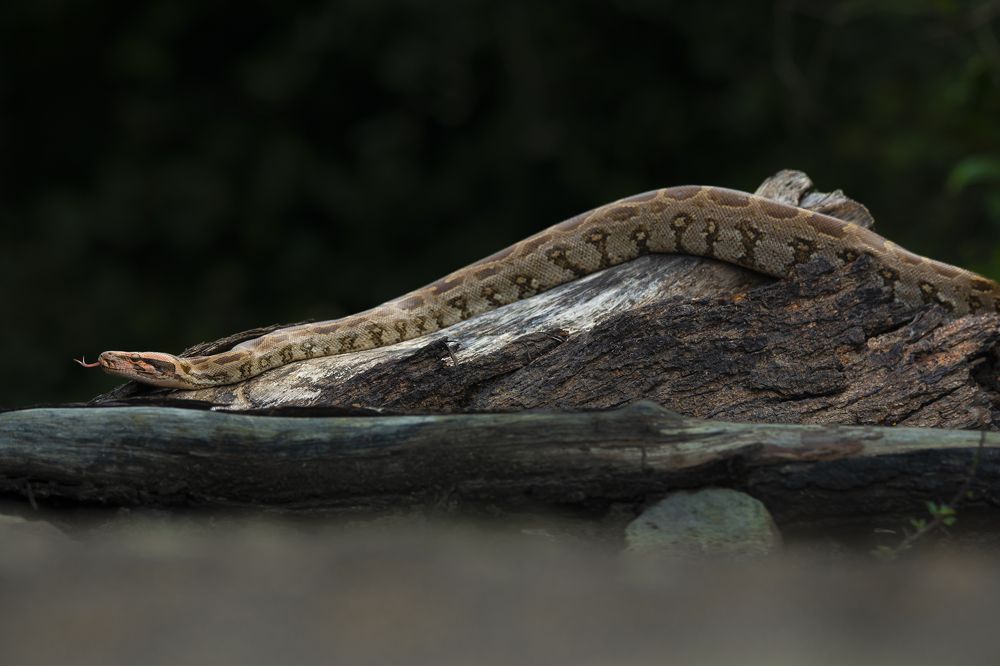 Фотография автора Diganta Roy