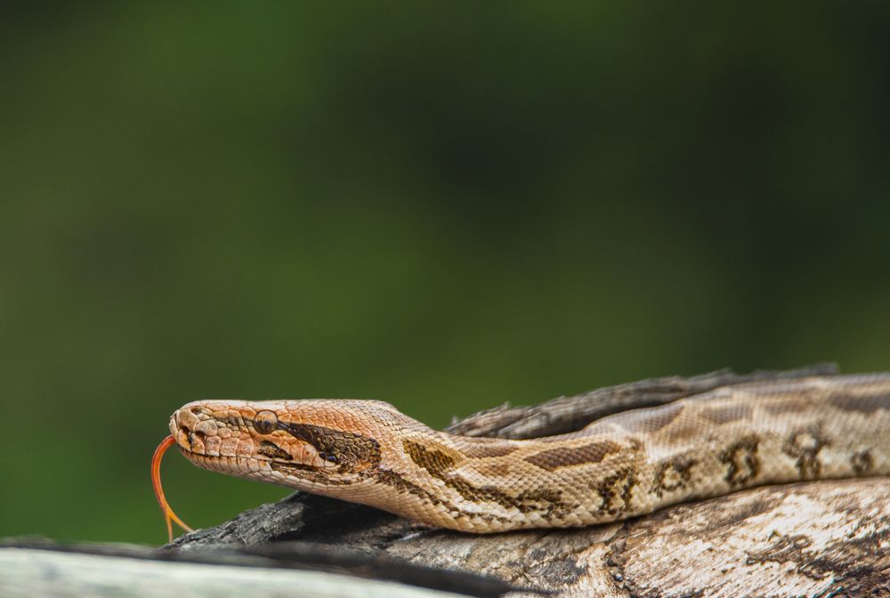 Фотография автора Diganta Roy