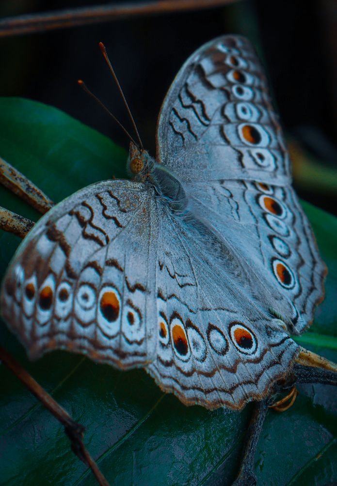 Photograph by BISWAJIT MAL
