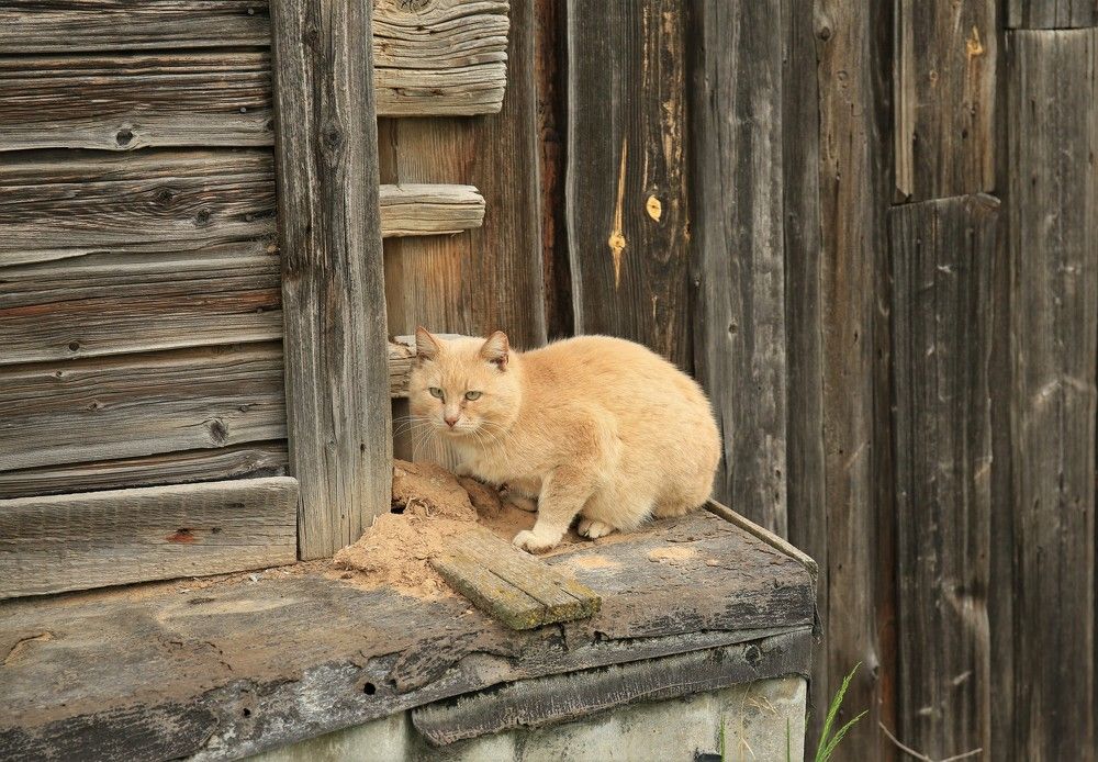 Photograph by Марина Юрченко