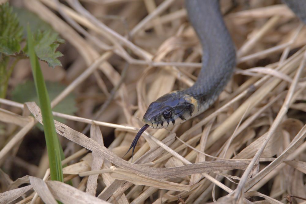 Обыкновенный уж