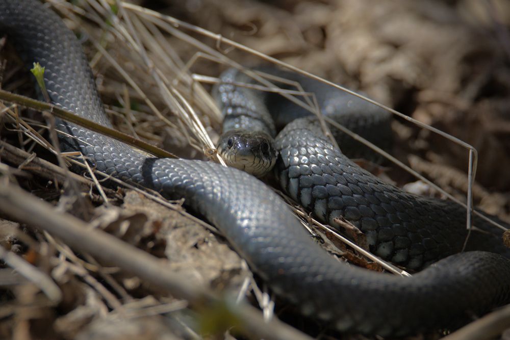 Обыкновенный уж