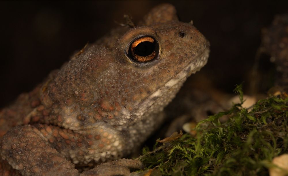 Обыкновенная жаба