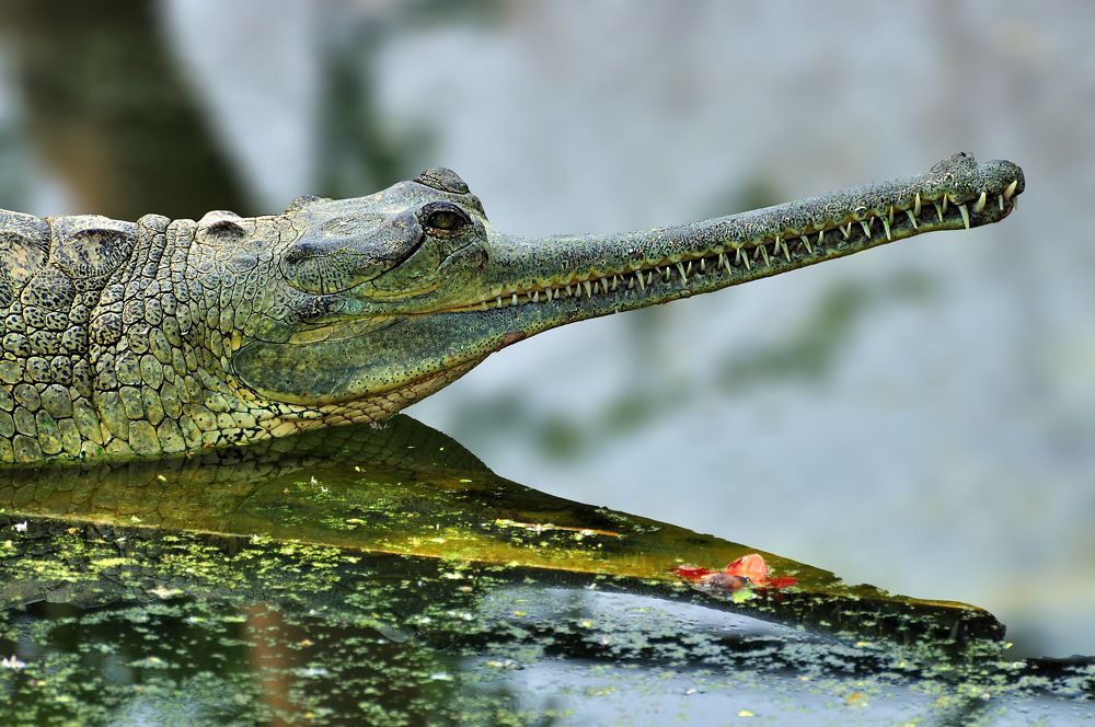 Фотография автора ZILL NIAZI