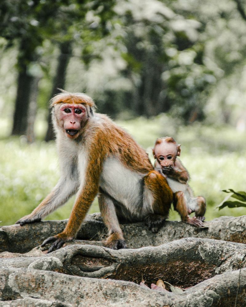 Photograph by Yaswan Dissanayaka