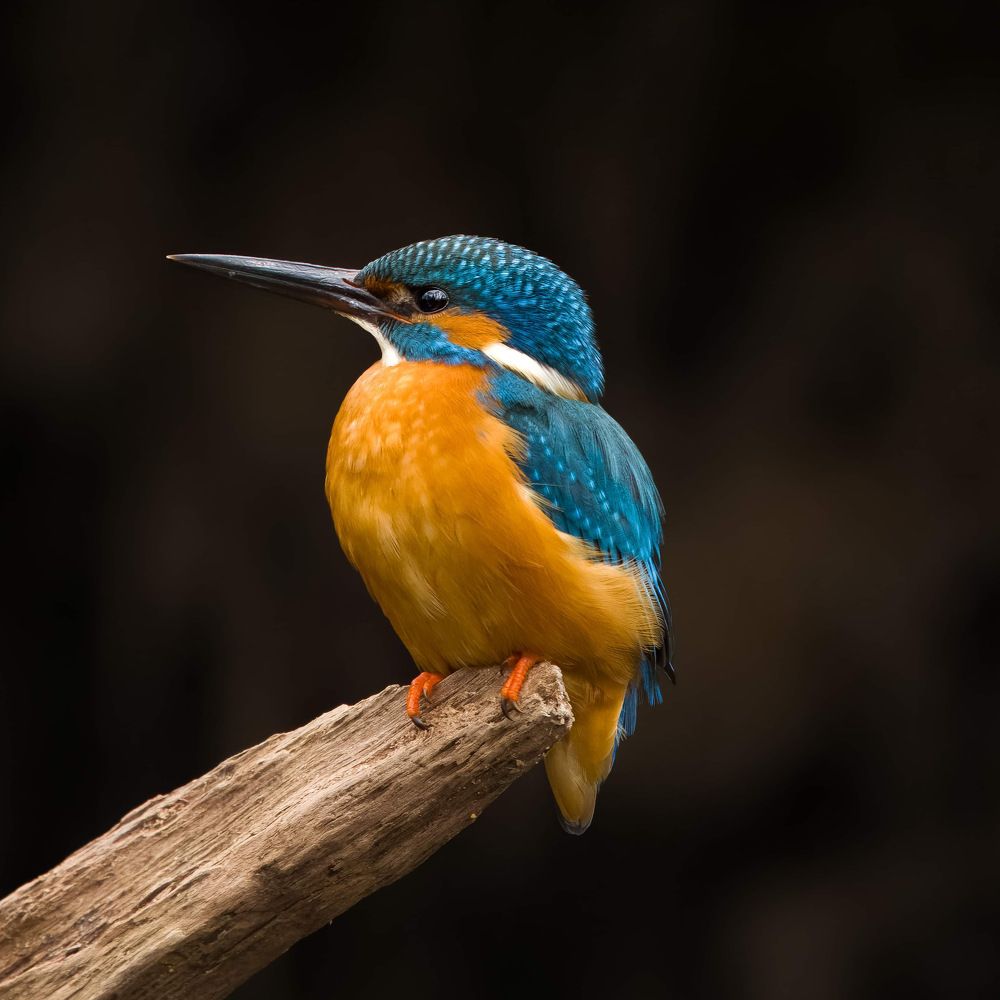 Kingfisher male guarding the nest