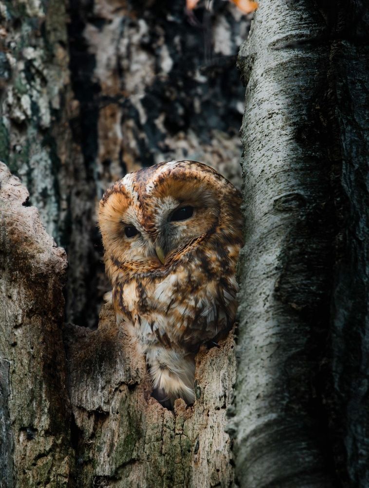 Photograph by Lukas Andree Andersen