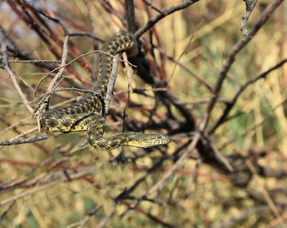 Photograph by mahnaz mohsenzadeh