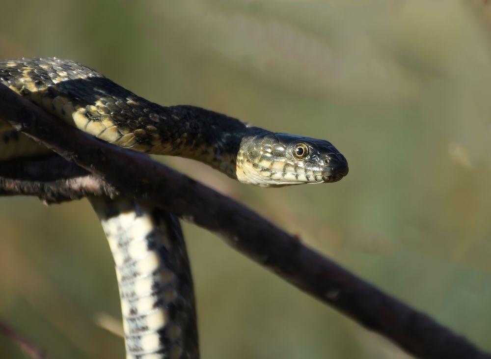 Photograph by mahnaz mohsenzadeh