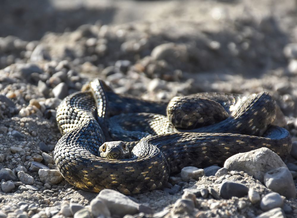 Photograph by mahnaz mohsenzadeh