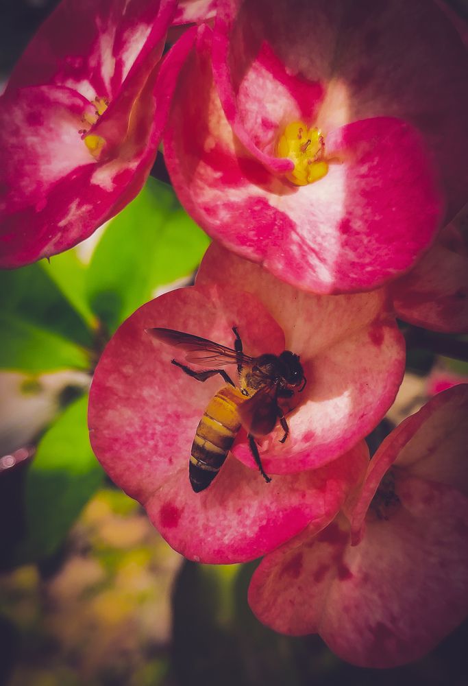 Photograph by Shohag