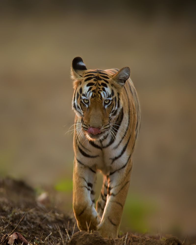 Photograph by Harikrishna