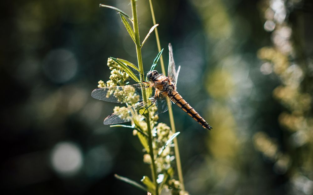 Photograph by Екатерина