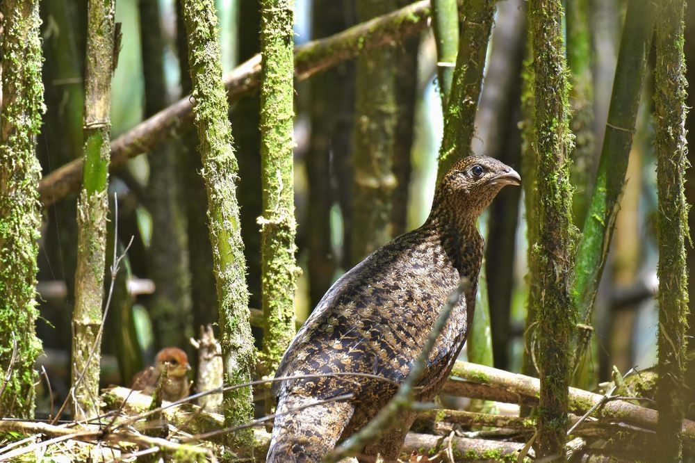 Pheasant of Sikkim Himalayas