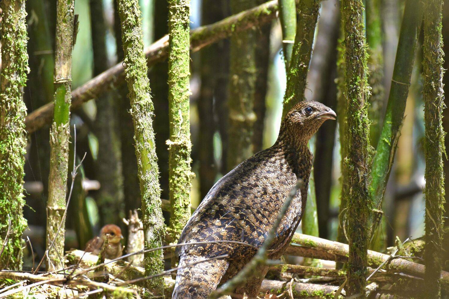 Pheasant of Sikkim Himalayas