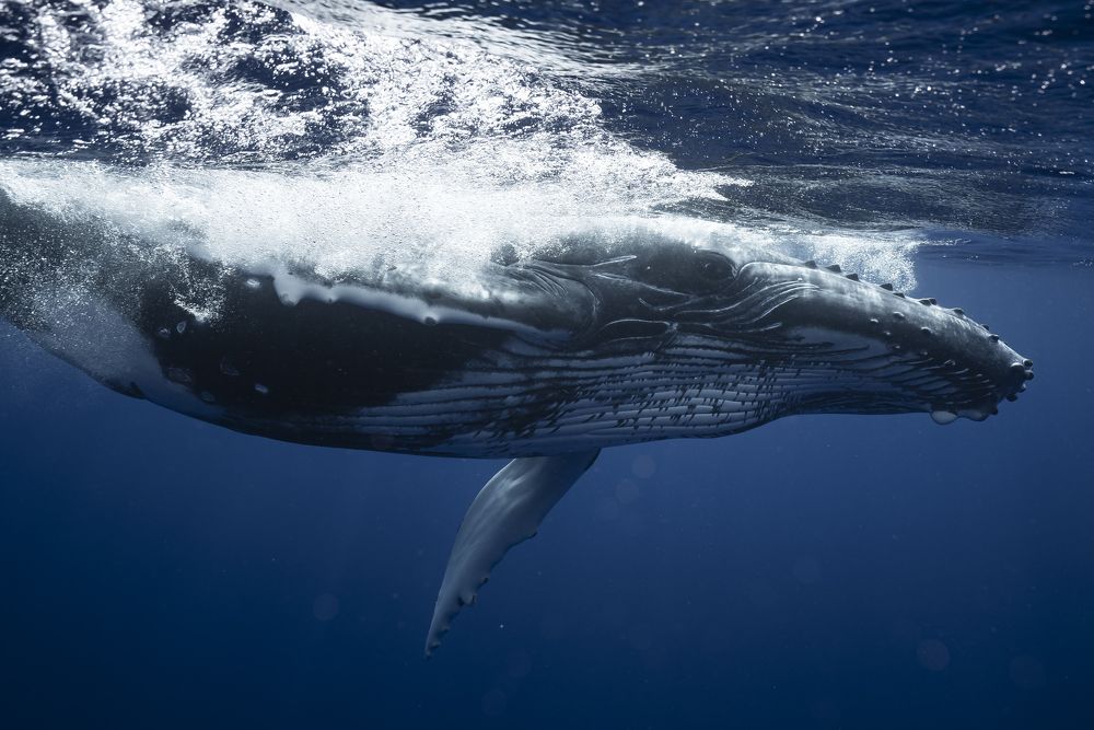 Photograph by Daichi Shimada