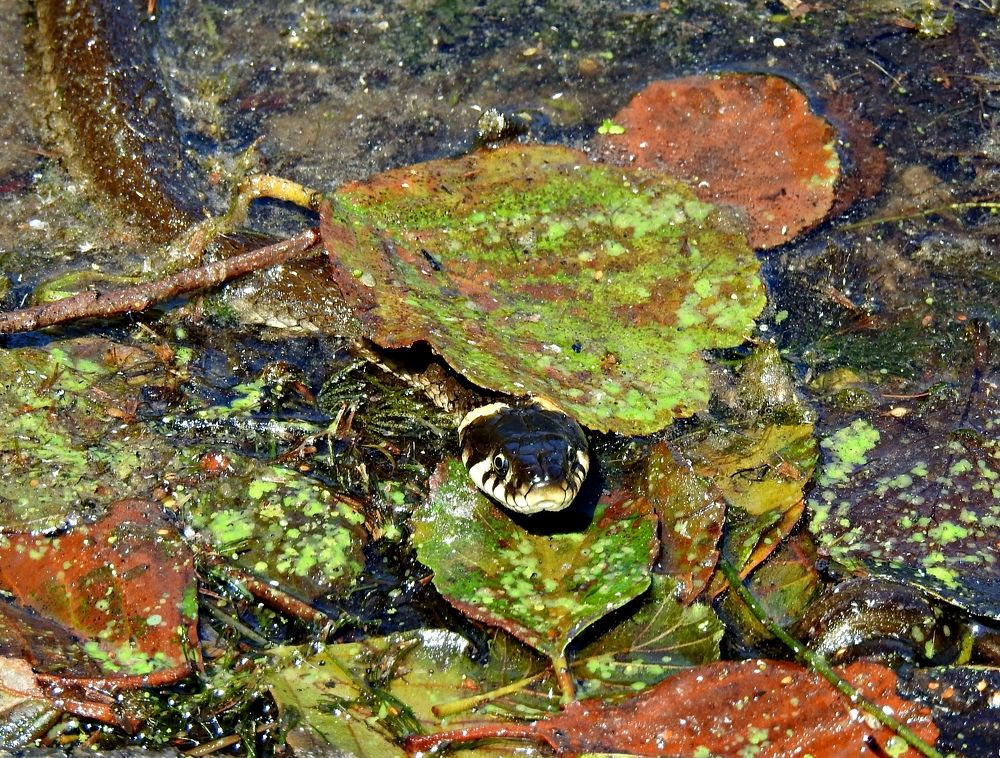 Photograph by Игорь Носков (Домненко)