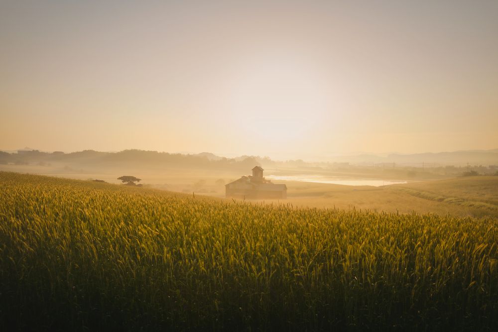 The Golden Landscape