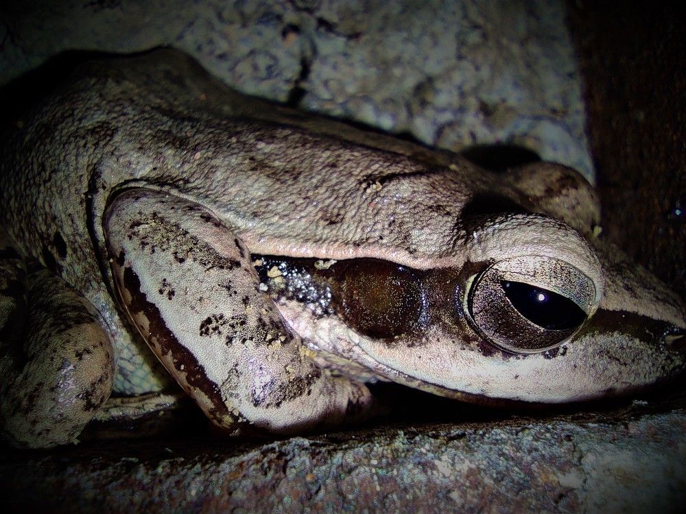 Фотография автора Kalyan Bhowmick