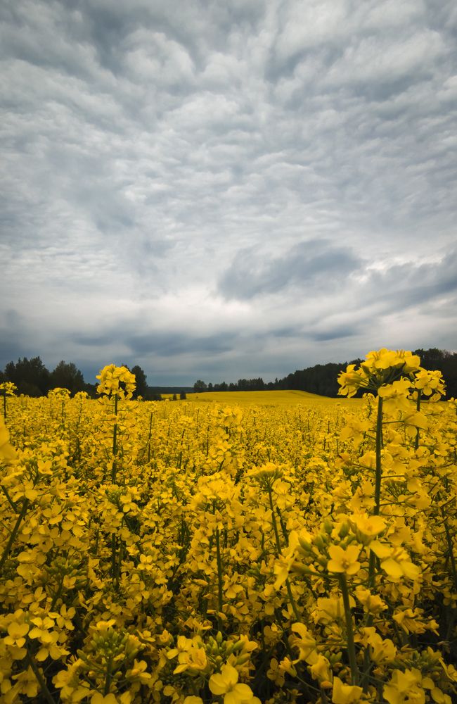 Фотография автора Геннадий Ломеко