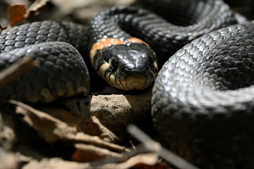 Photograph by Алексей Гордеев