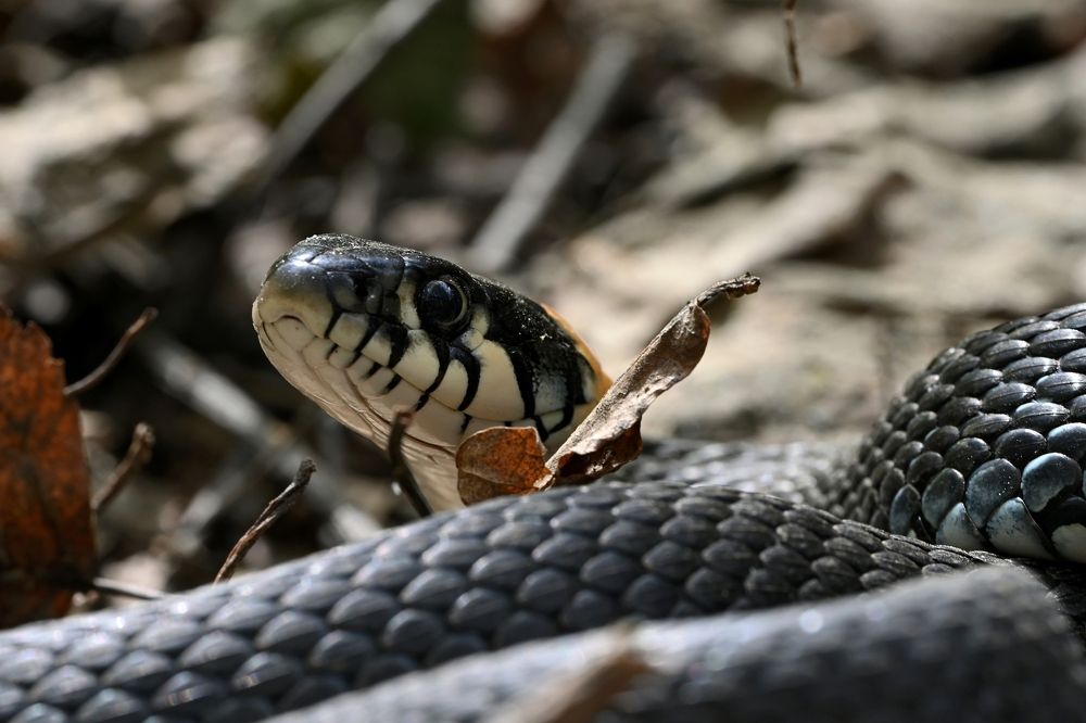 Photograph by Алексей Гордеев