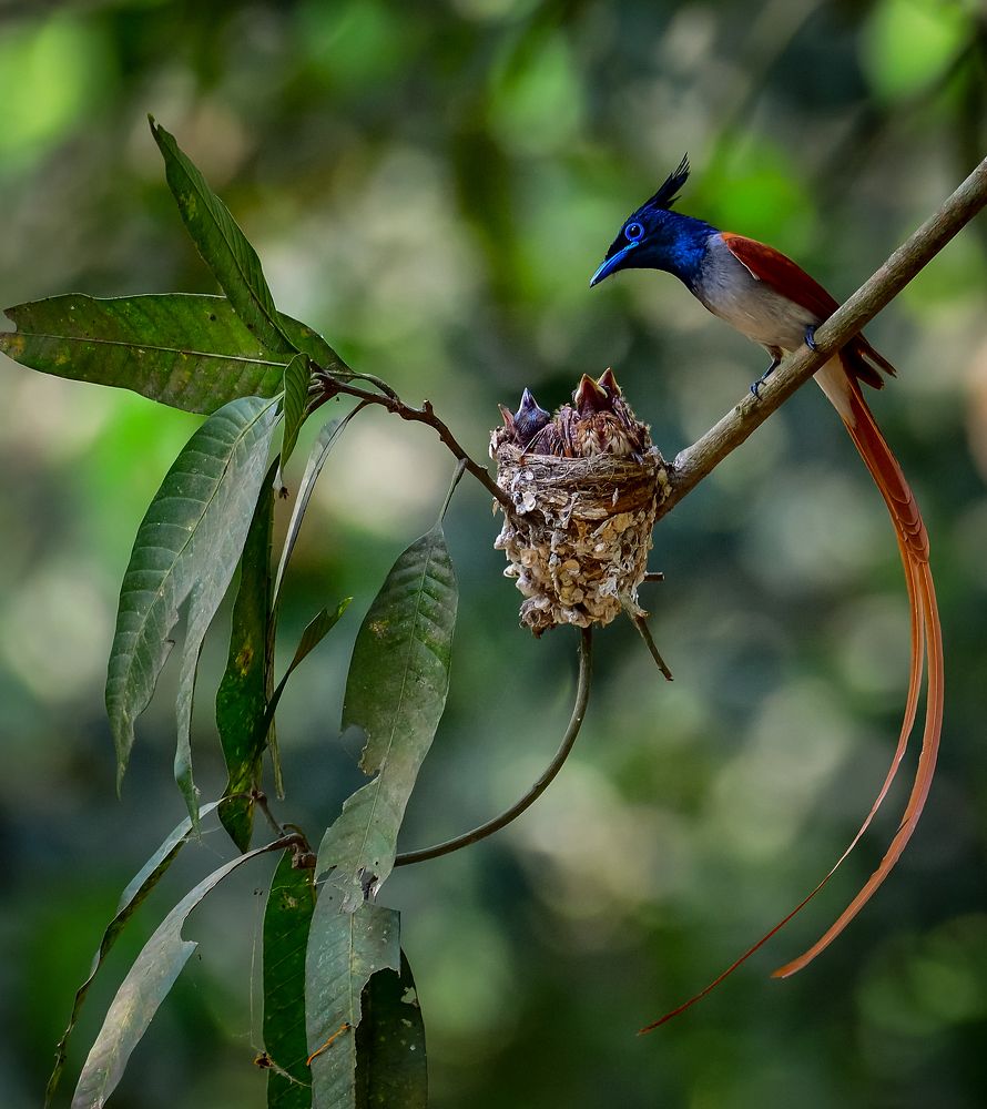 Photograph by Irene Chattopadhyay