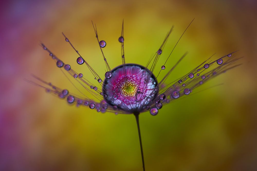 Одуванчик и гербера