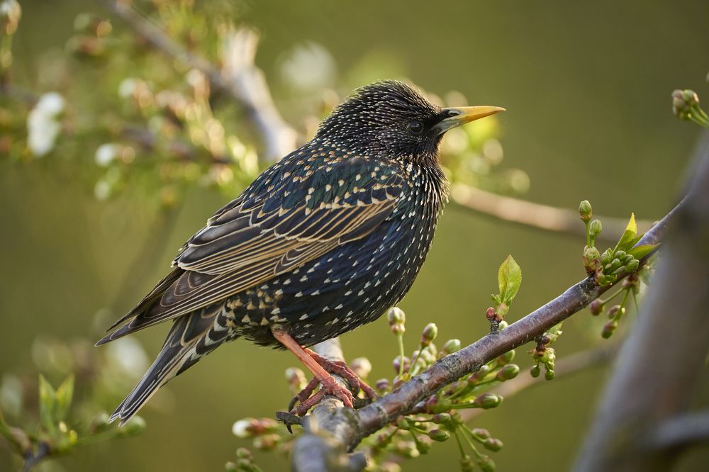 Sturnus Vulgaris