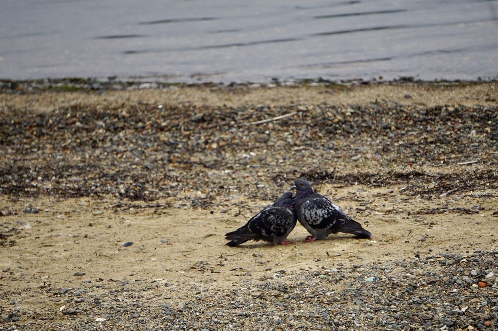 Фотография автора Liudmila Kiermeier
