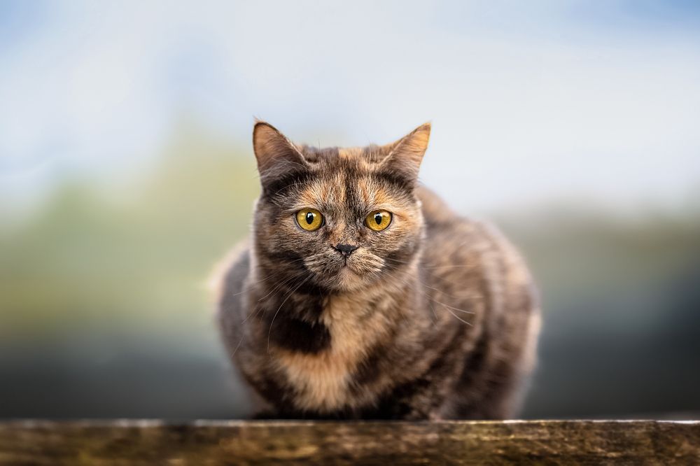 Photograph by Alesia