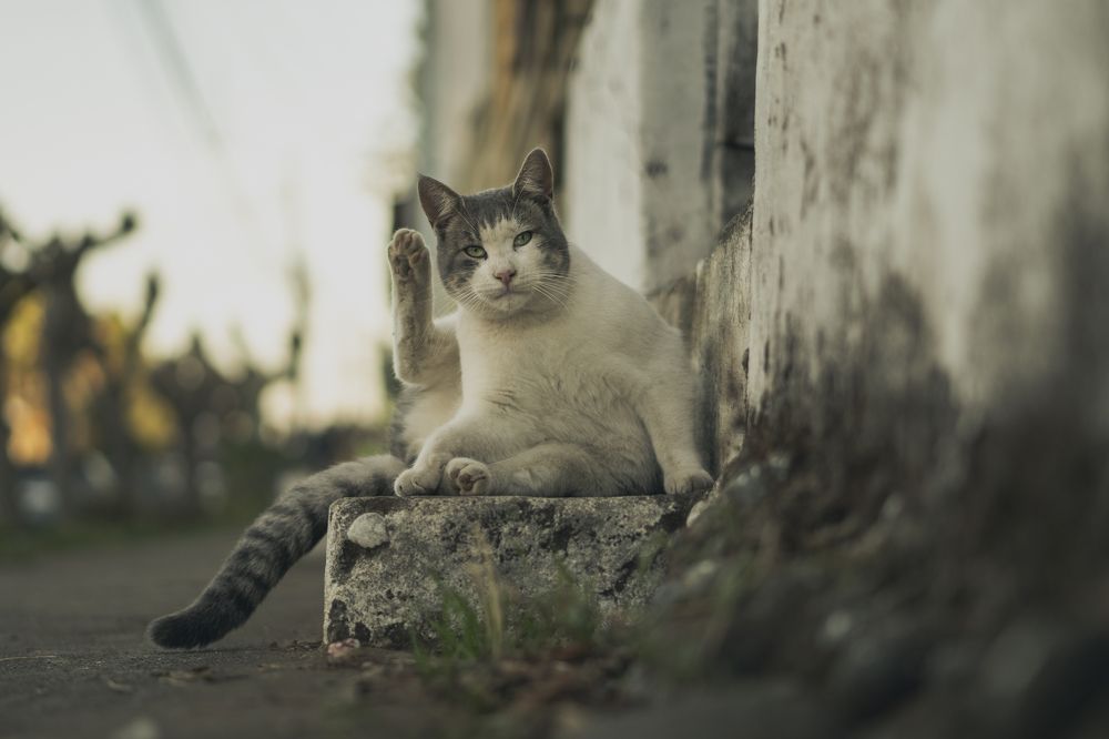 Photograph by Francisco Cabello