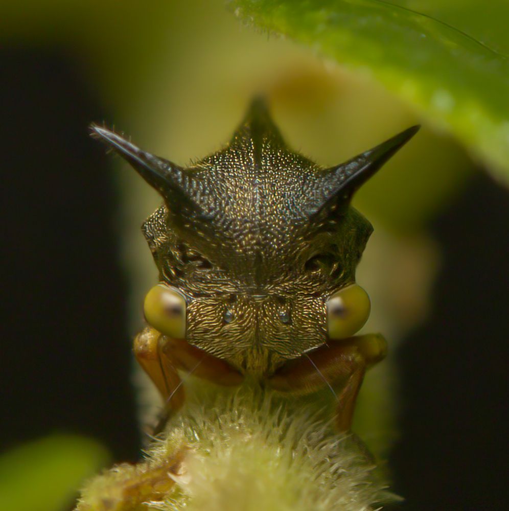 Treehopper