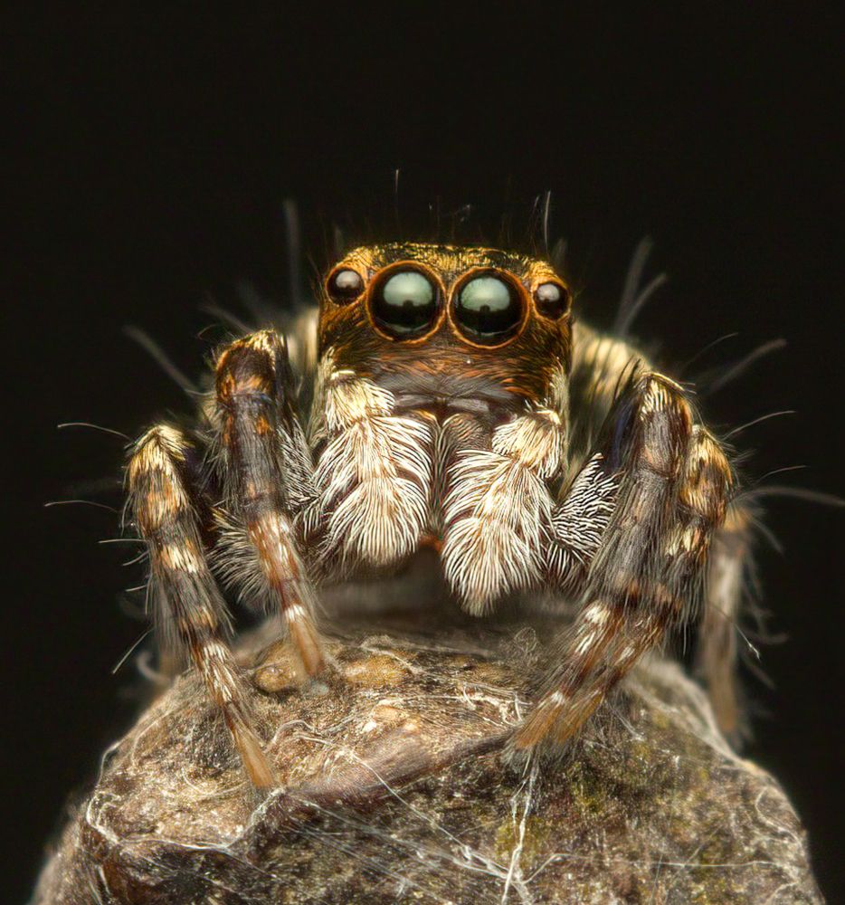 Salticidae