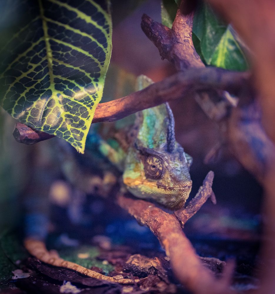 Photograph by Anna Prohorova