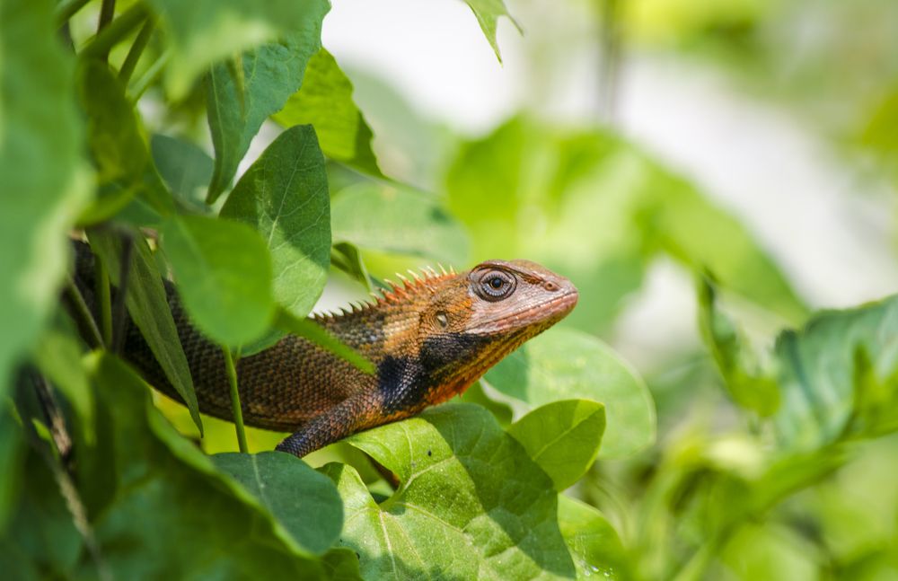 Photograph by A. M. Shafiqul Islam