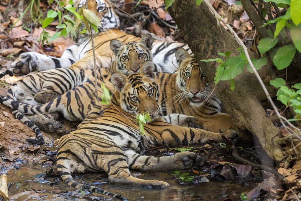 The amazing world of Tigers :