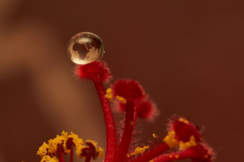 Капля на цветке гибискуса.