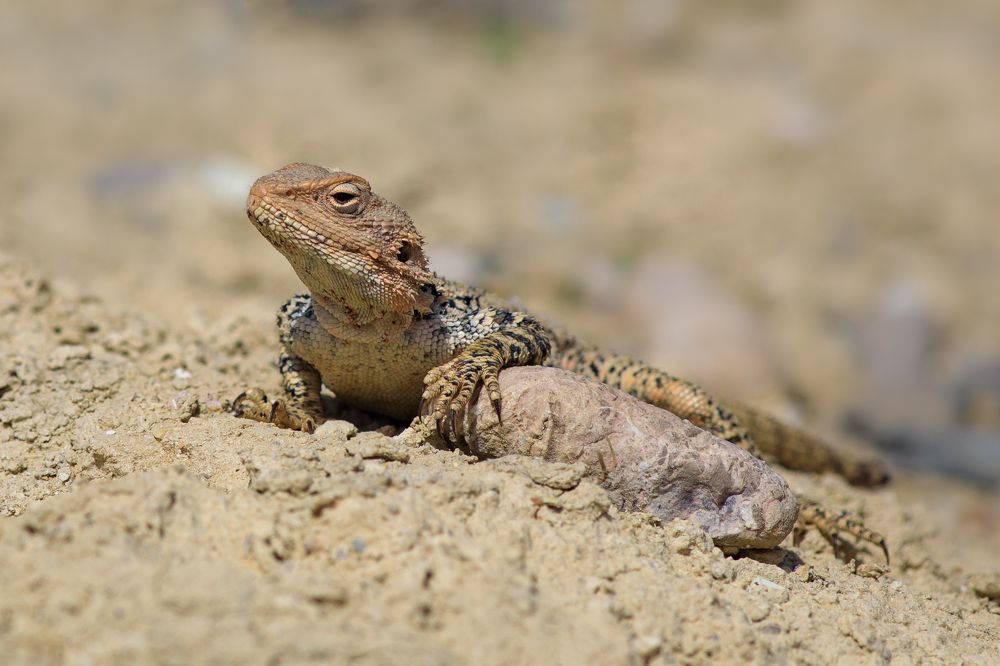 Фотография автора Татьяна Меньшикова