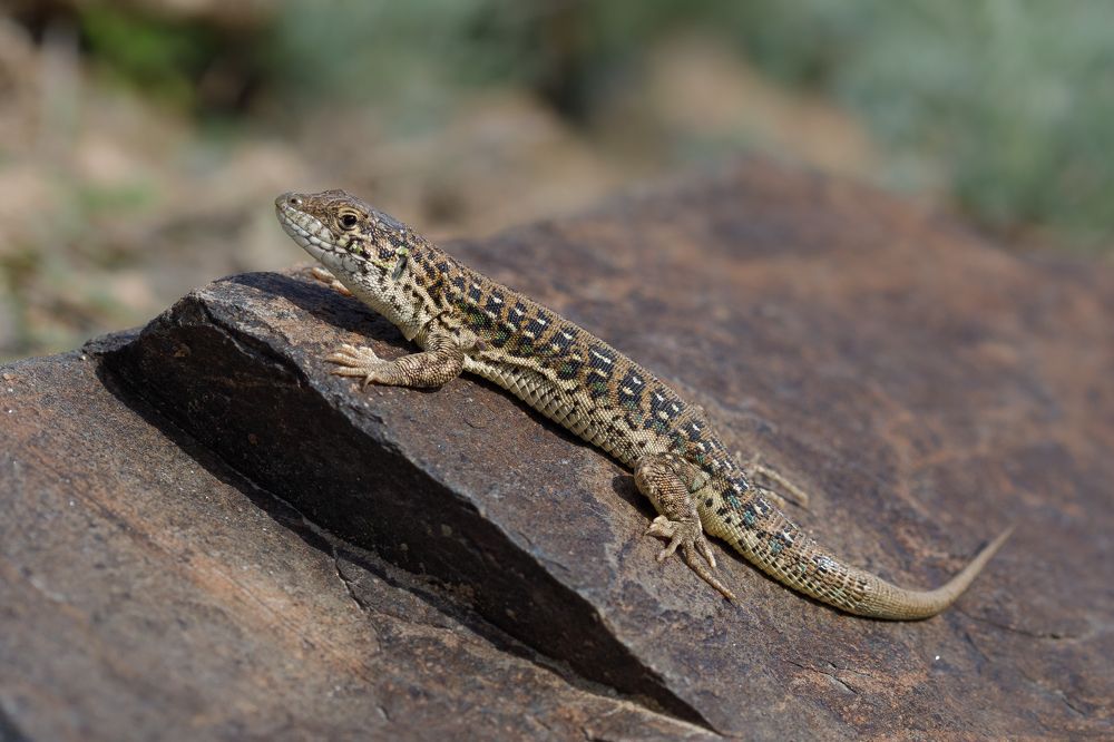 Фотография автора Татьяна Меньшикова