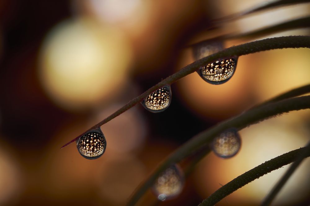 Photograph by Руфат Лажанский