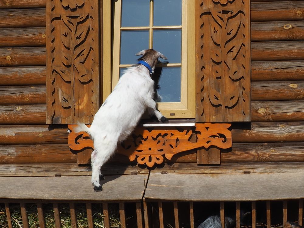 Любопытство