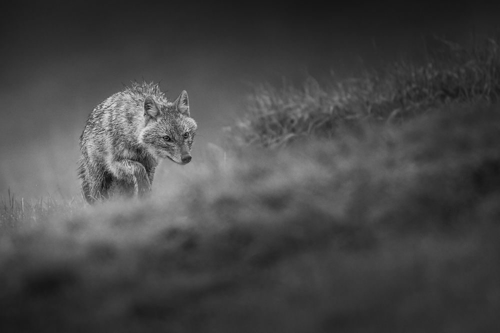 Photograph by Petar Bogdanov