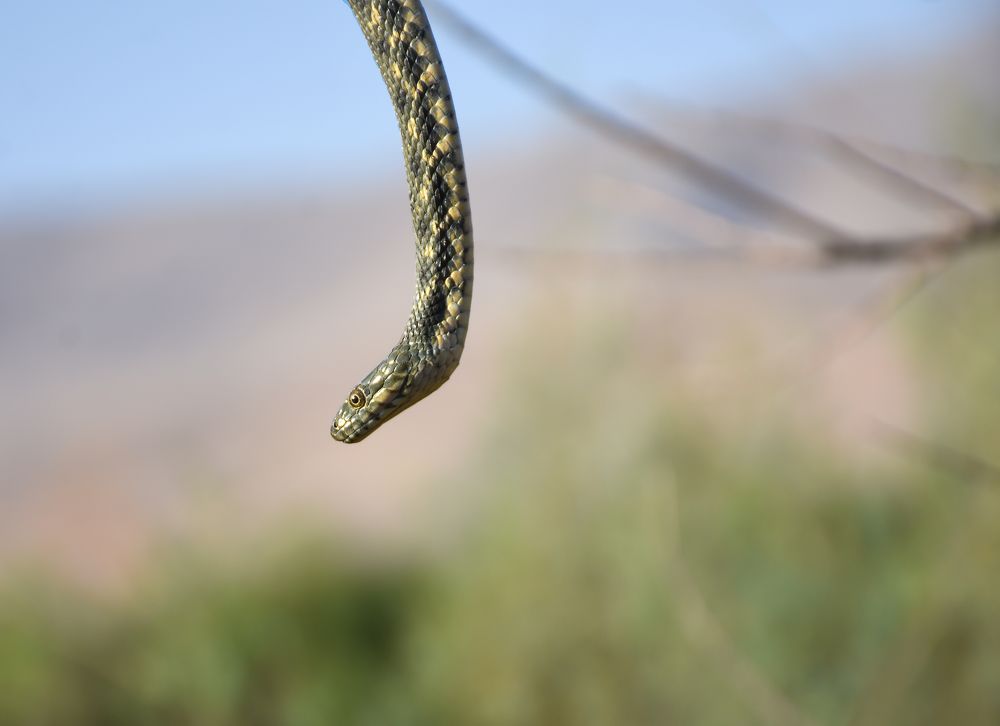 Photograph by mahnaz mohsenzadeh