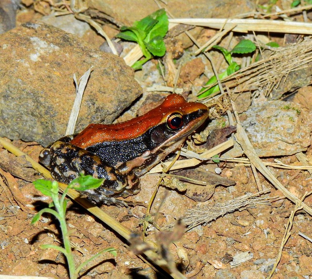 Photograph by Arnav Patwardhan