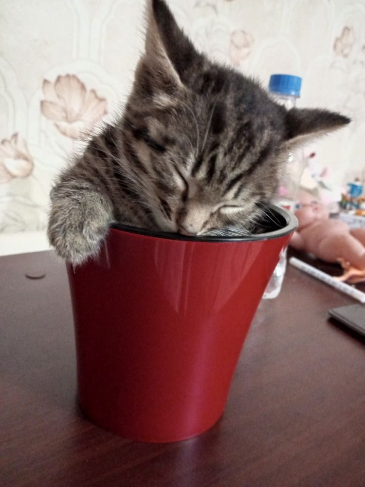Photograph by Александра Кучер